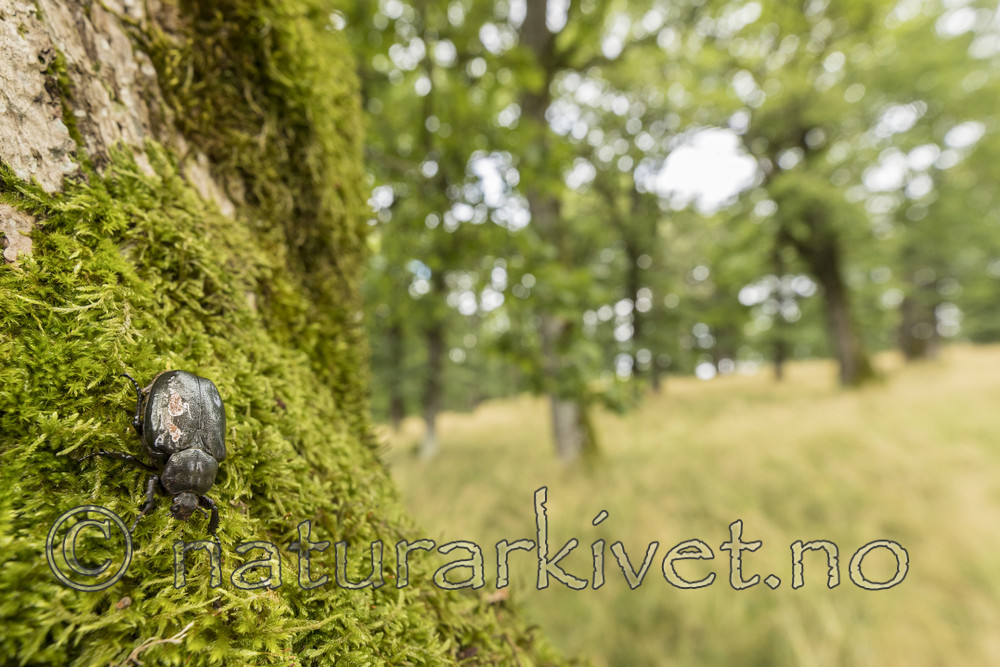 KA_170802_12 / Osmoderma eremita / Eremitt