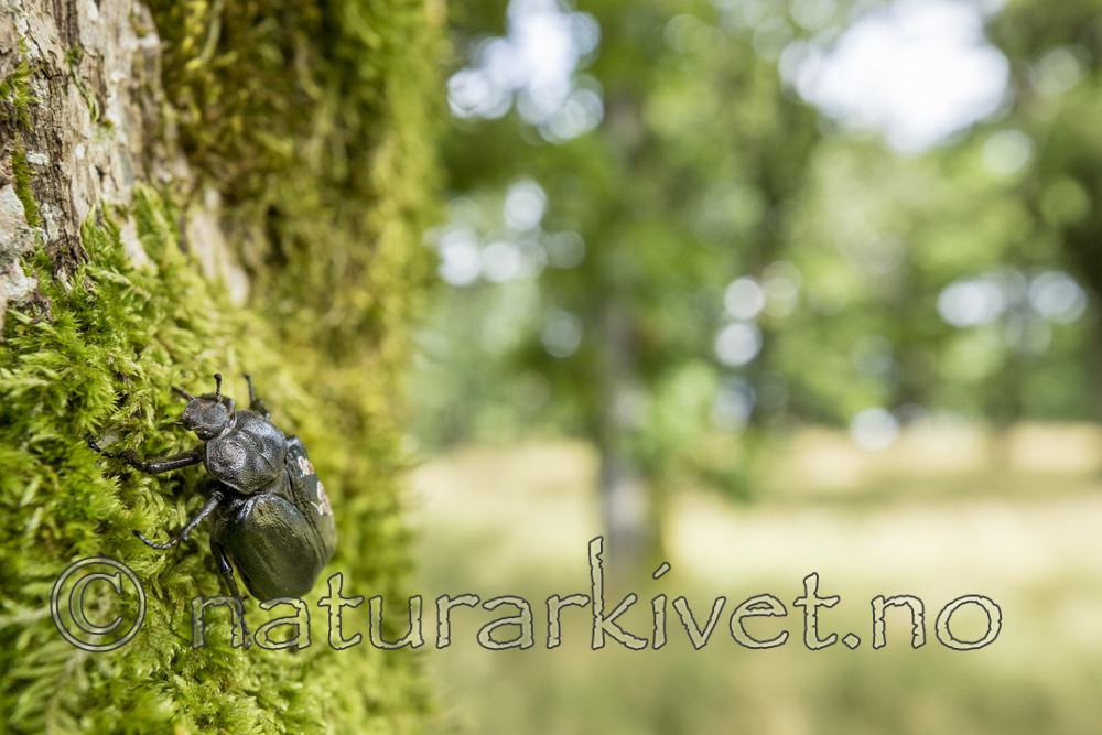 KA_170802_15 / Osmoderma eremita / Eremitt