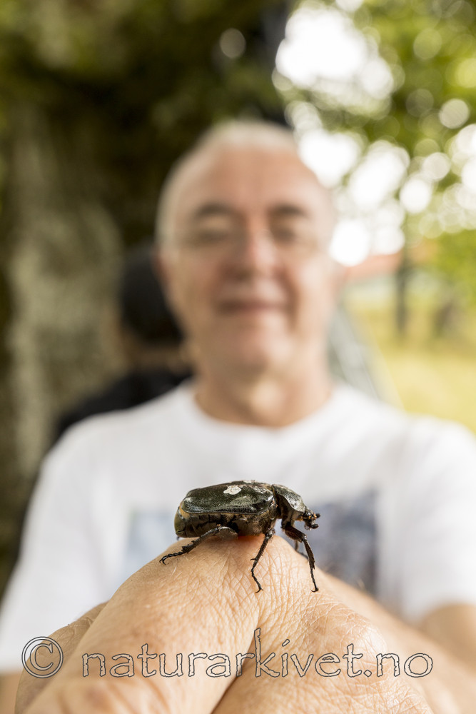 KA_170802_26 / Osmoderma eremita / Eremitt