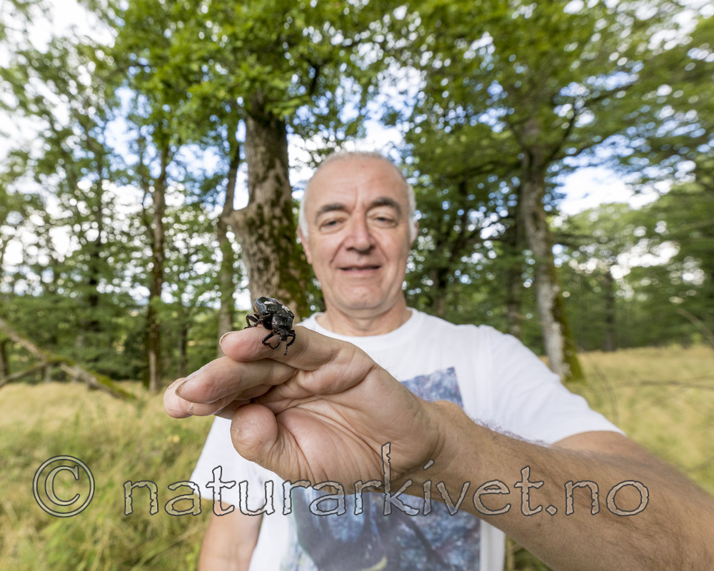 KA_170802_31 / Osmoderma eremita / Eremitt