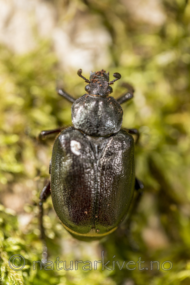 KA_170802_42 / Osmoderma eremita / Eremitt