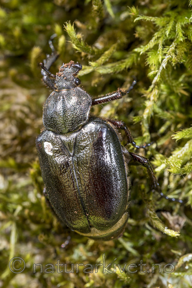 KA_170802_45 / Osmoderma eremita / Eremitt