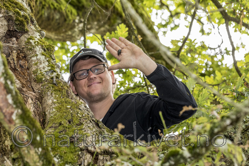 KA_170802_57 / Osmoderma eremita / Eremitt