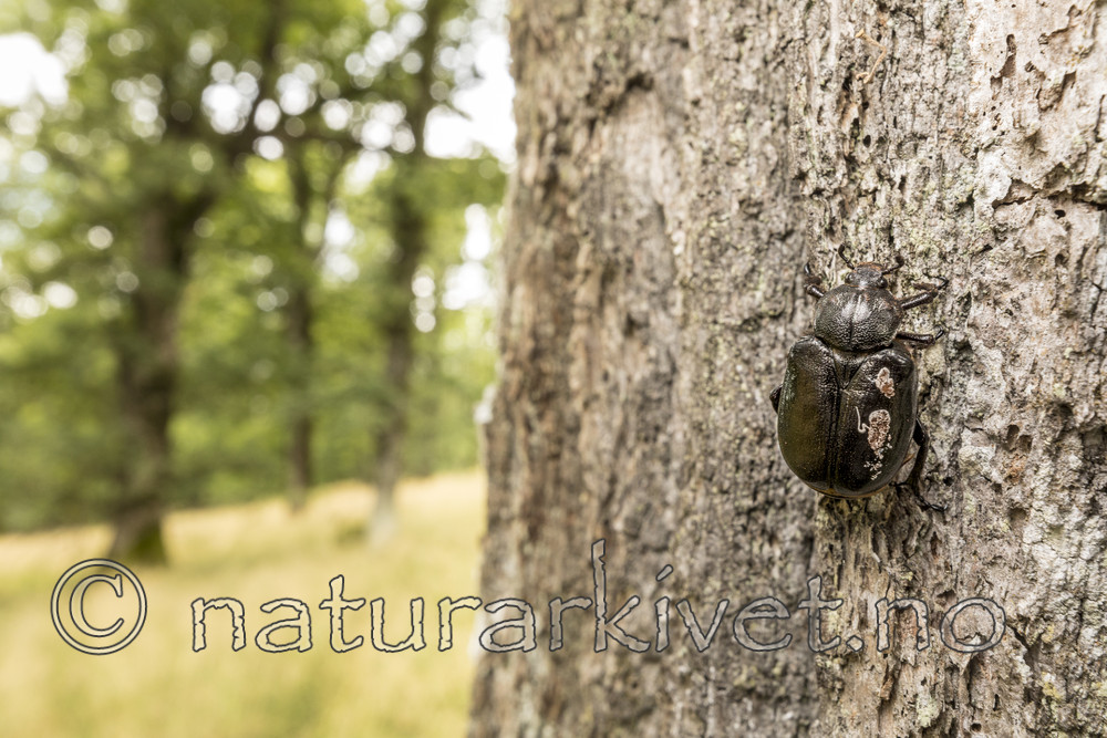 KA_170802_6 / Osmoderma eremita / Eremitt