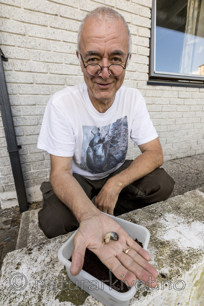 KA_170802_76 / Osmoderma eremita / Eremitt