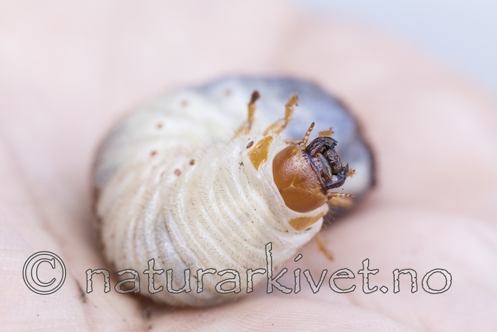 KA_170802_81 / Osmoderma eremita / Eremitt