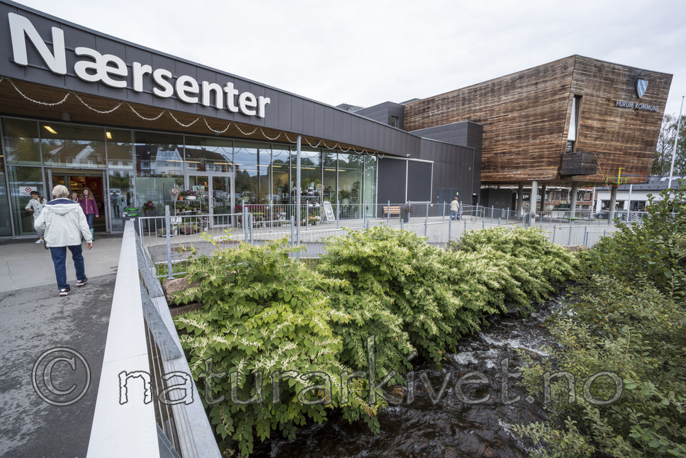 KA_170908_10 / Reynoutria japonica / Parkslirekne