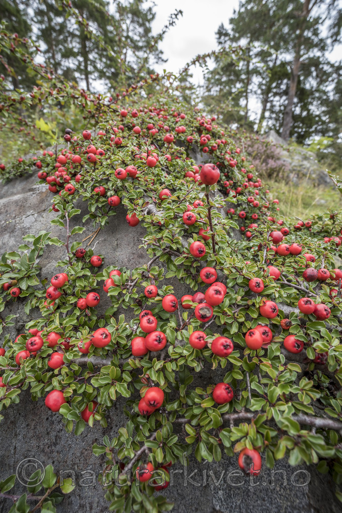 KA_170908_12 / Cotoneaster horizontalis / Krypmispel