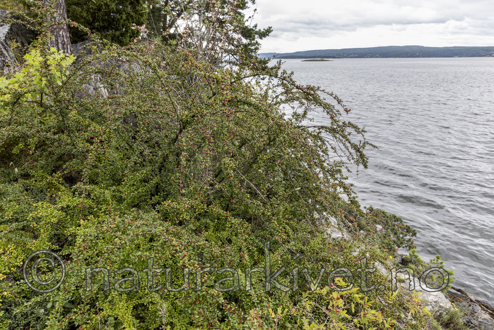KA_170908_14 / Cotoneaster divaricatus / Sprikemispel