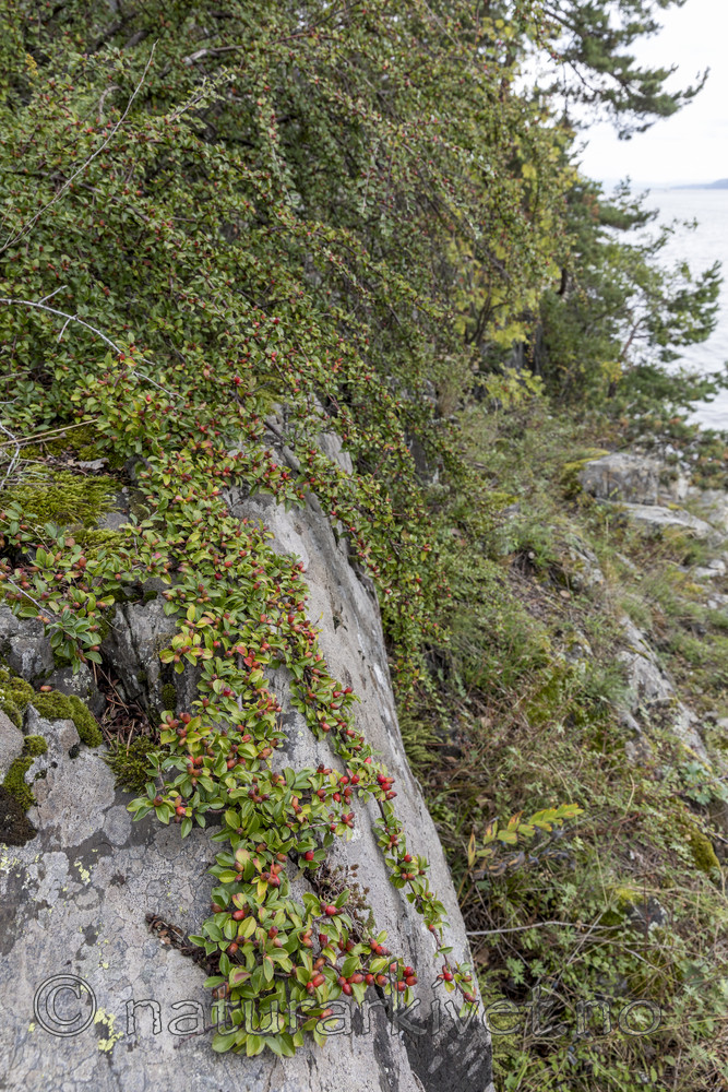 KA_170908_16 / Cotoneaster divaricatus / Sprikemispel