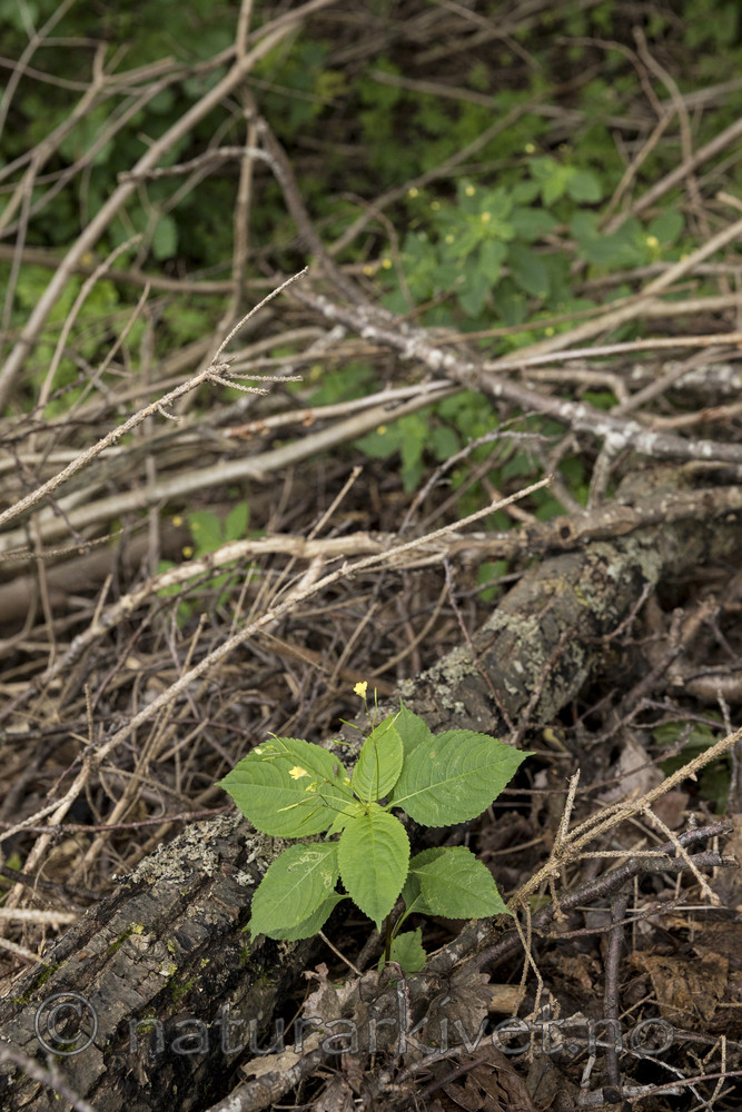 KA_170908_17 / Impatiens parviflora / Mongolspringfrø