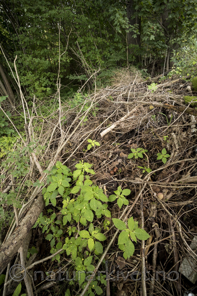KA_170908_19 / Impatiens parviflora / Mongolspringfrø