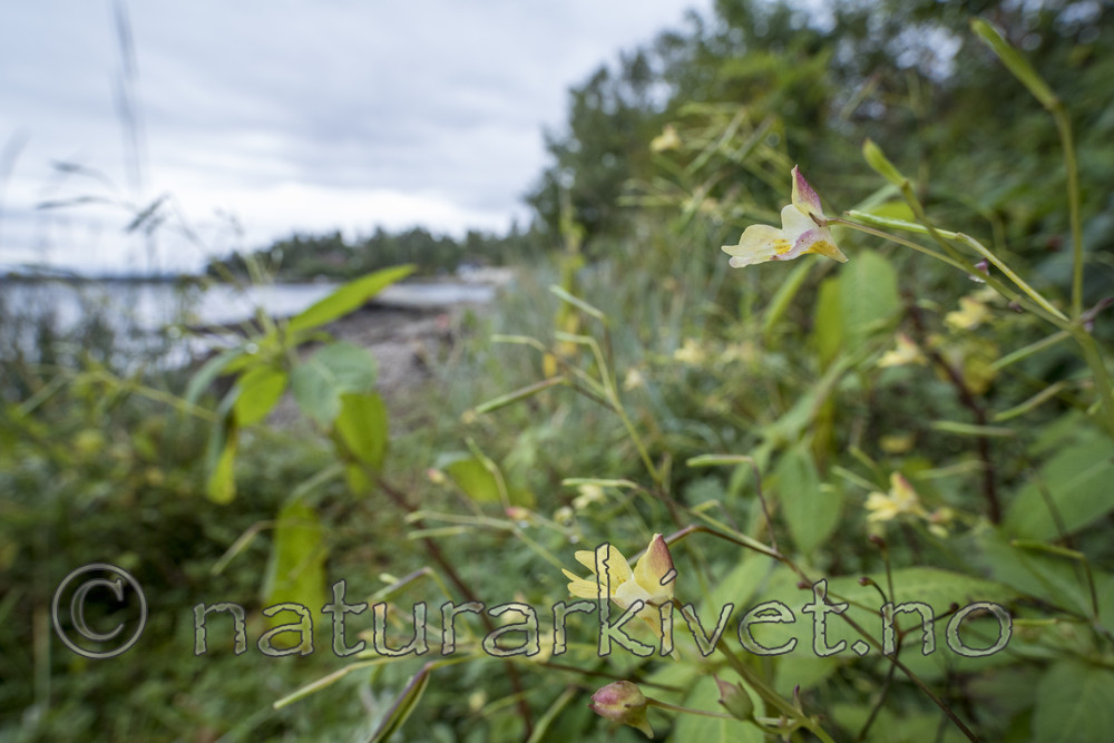KA_170908_21 / Impatiens parviflora / Mongolspringfrø
