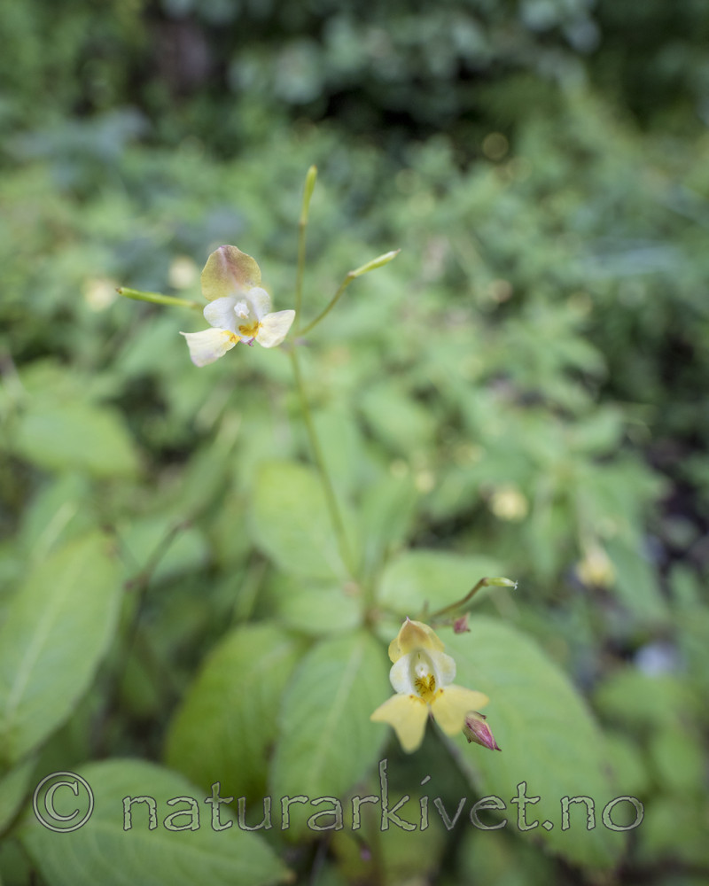 KA_170908_22 / Impatiens parviflora / Mongolspringfrø