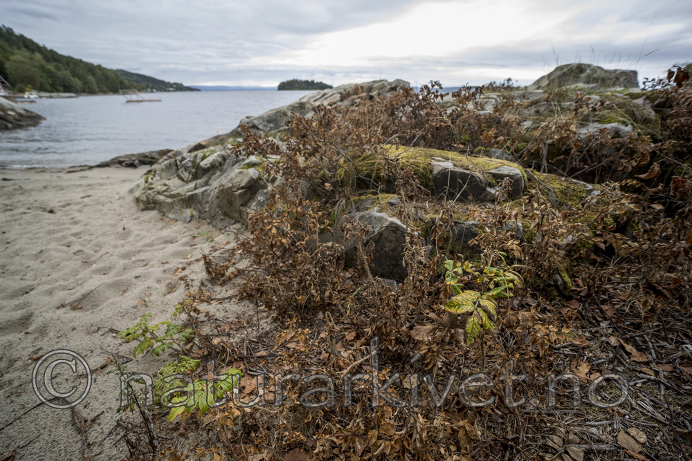 KA_170908_24 / Rosa rugosa / Rynkerose