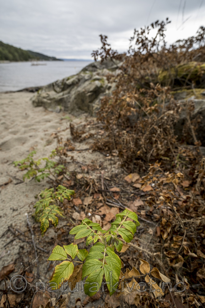 KA_170908_25 / Rosa rugosa / Rynkerose