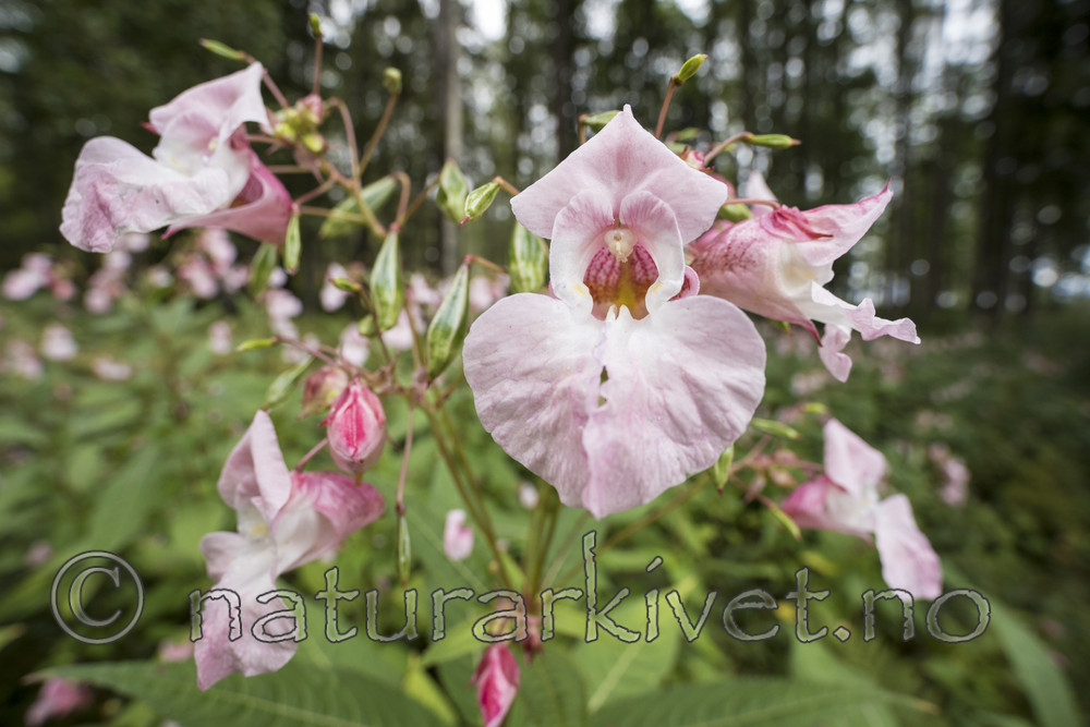 KA_170908_27 / Impatiens glandulifera / Kjempespringfrø