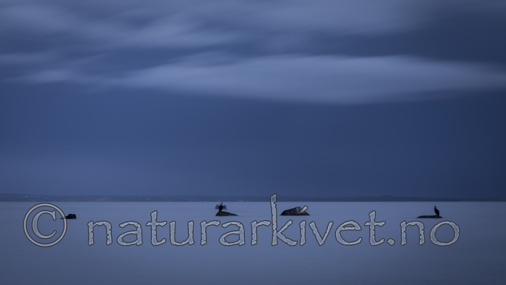 KA_170910_14 / Phalacrocorax carbo / Storskarv