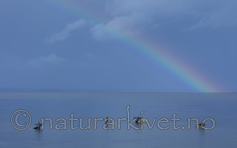 KA_170910_8 / Phalacrocorax carbo / Storskarv