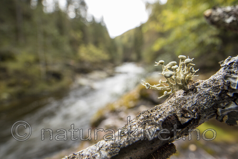 KA_170922_23 / Ramalina dilacerata / Småragg