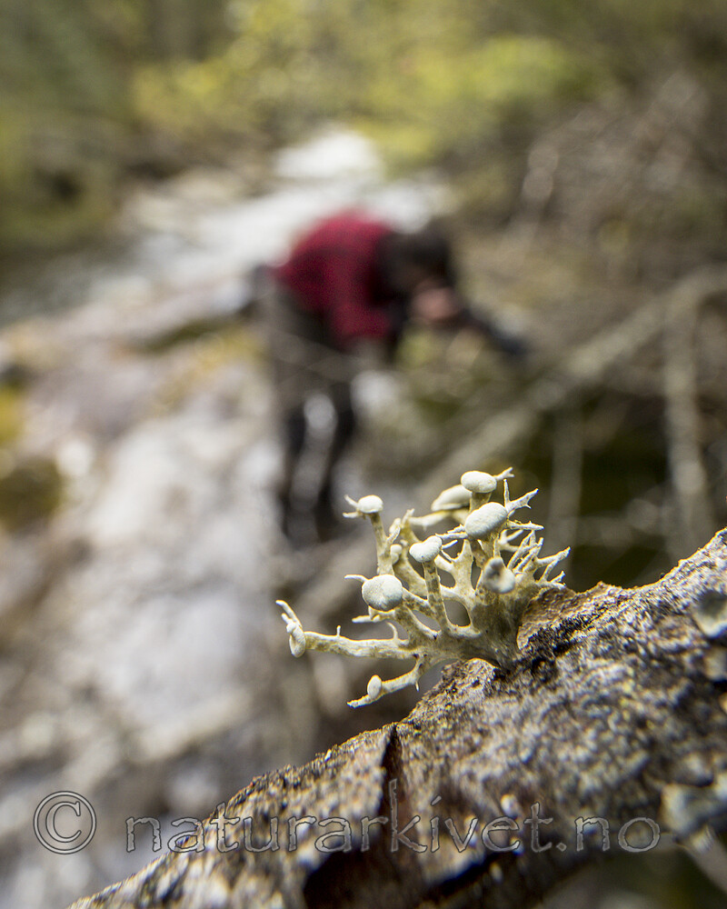 KA_170922_26 / Ramalina dilacerata / Småragg