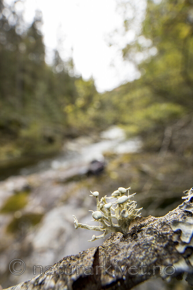 KA_170922_28 / Ramalina dilacerata / Småragg