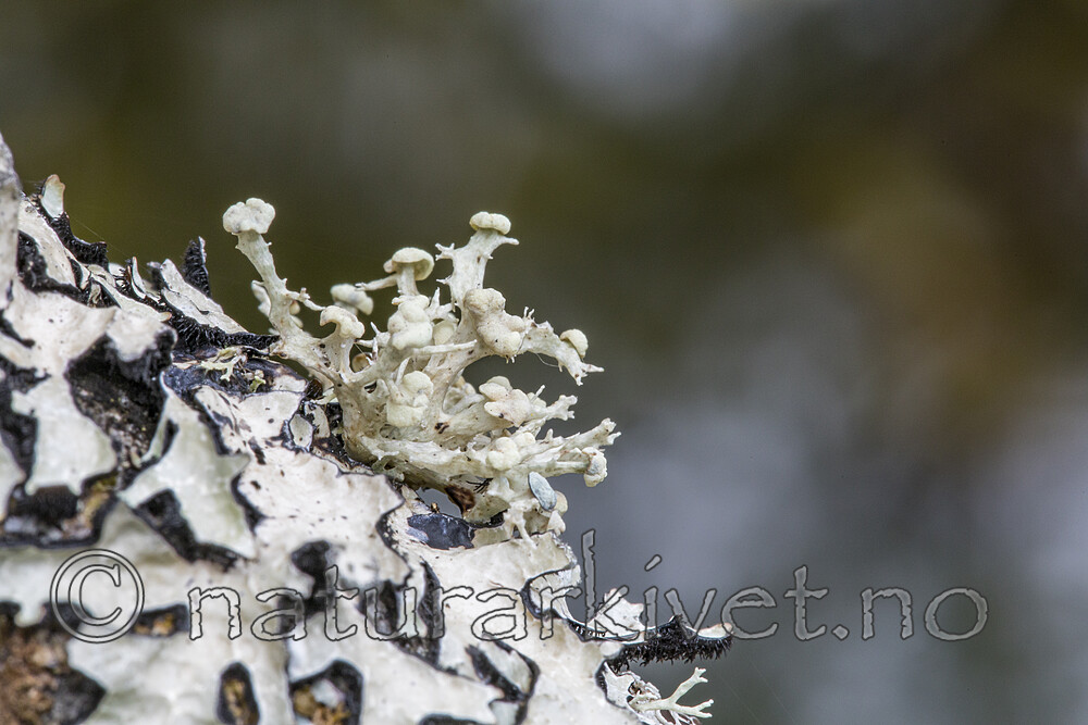 KA_170922_33 / Ramalina dilacerata / Småragg