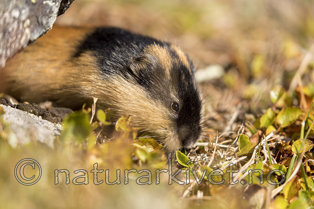 KA_170923_103 / Lemmus lemmus / Lemen