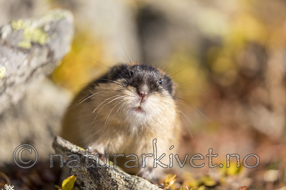 KA_170923_107 / Lemmus lemmus / Lemen