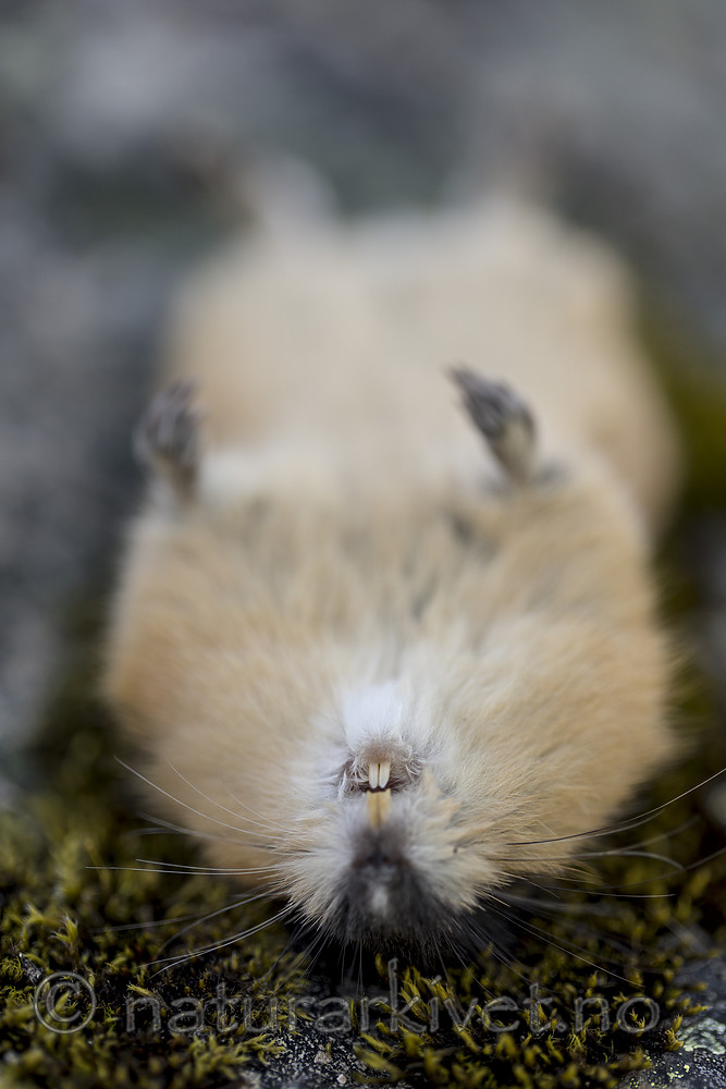 KA_170923_123 / Lemmus lemmus / Lemen