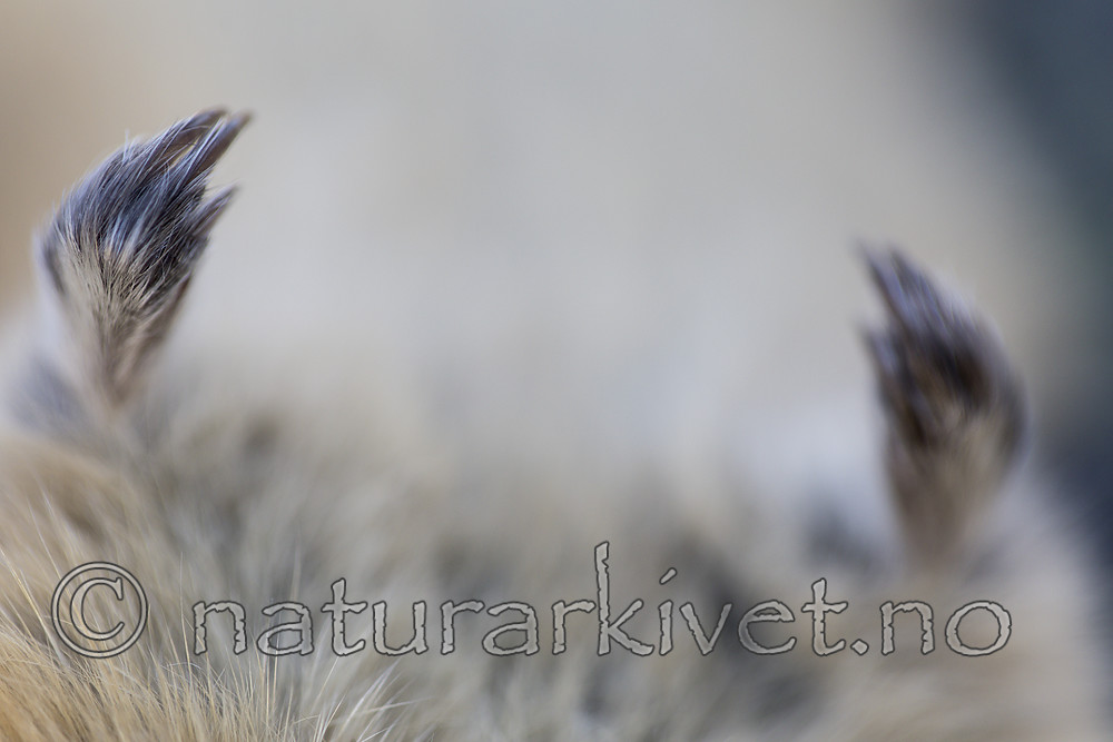 KA_170923_136 / Lemmus lemmus / Lemen