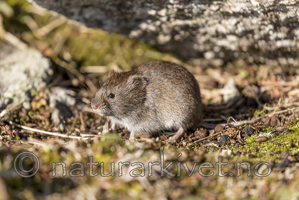 KA_170923_79 / Microtus agrestis / Markmus <br /> Microtus oeconomus / Fjellmarkmus