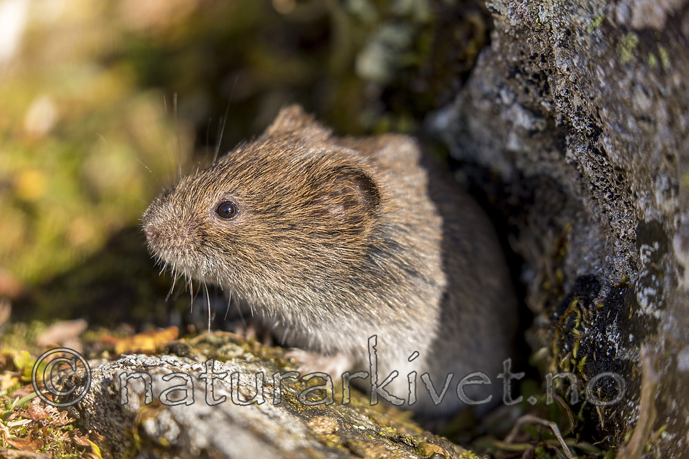 KA_170923_83 / Microtus agrestis / Markmus <br /> Microtus oeconomus / Fjellmarkmus