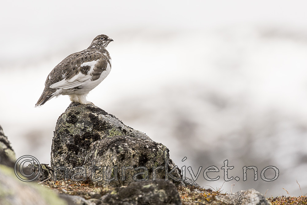 KA_170924_199 / Lagopus muta / Fjellrype