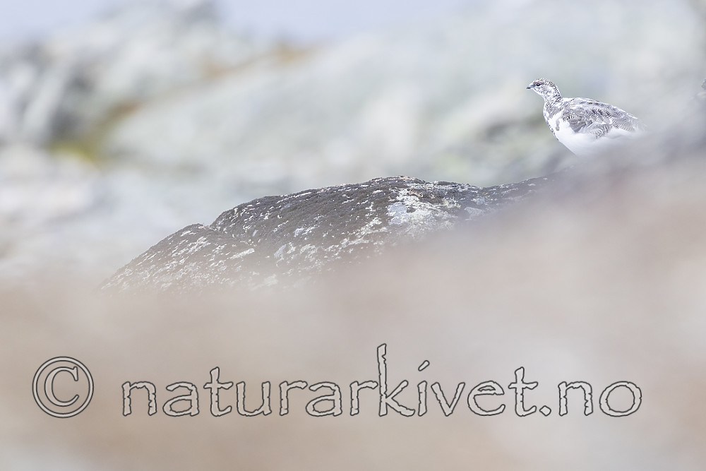 KA_170924_205 / Lagopus muta / Fjellrype