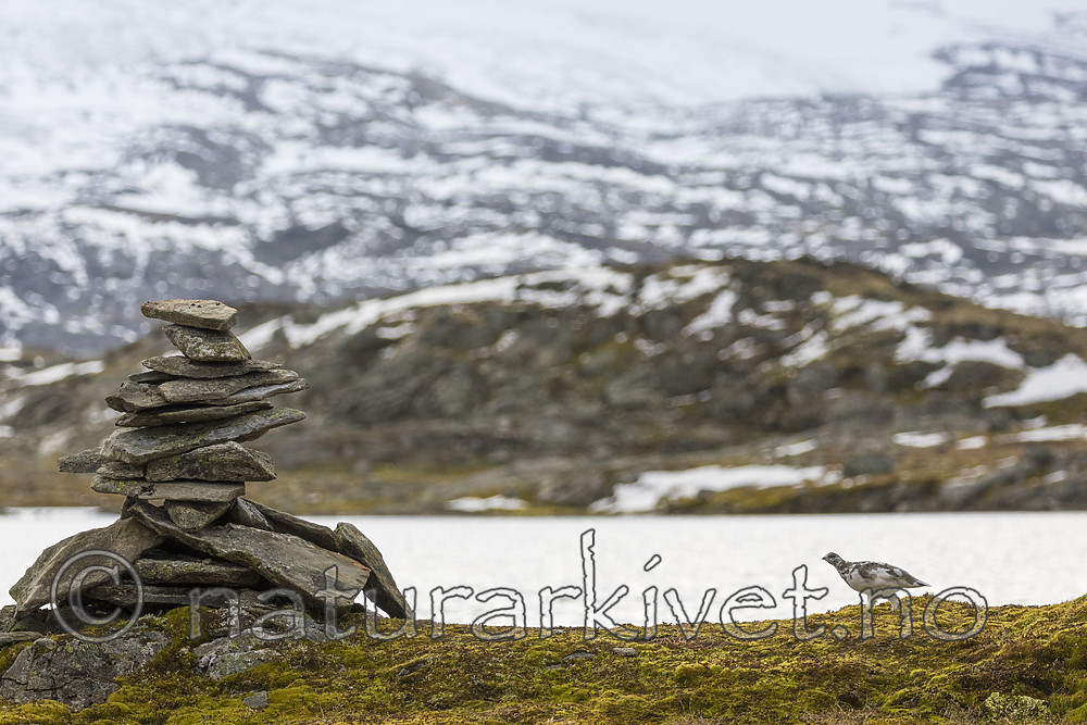 KA_170924_214 / Lagopus muta / Fjellrype