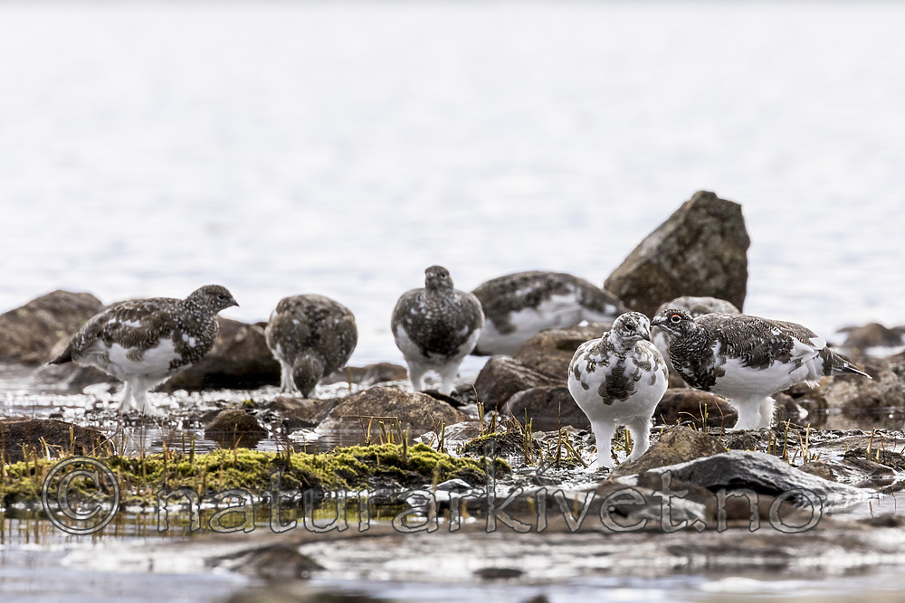 KA_170924_221 / Lagopus muta / Fjellrype