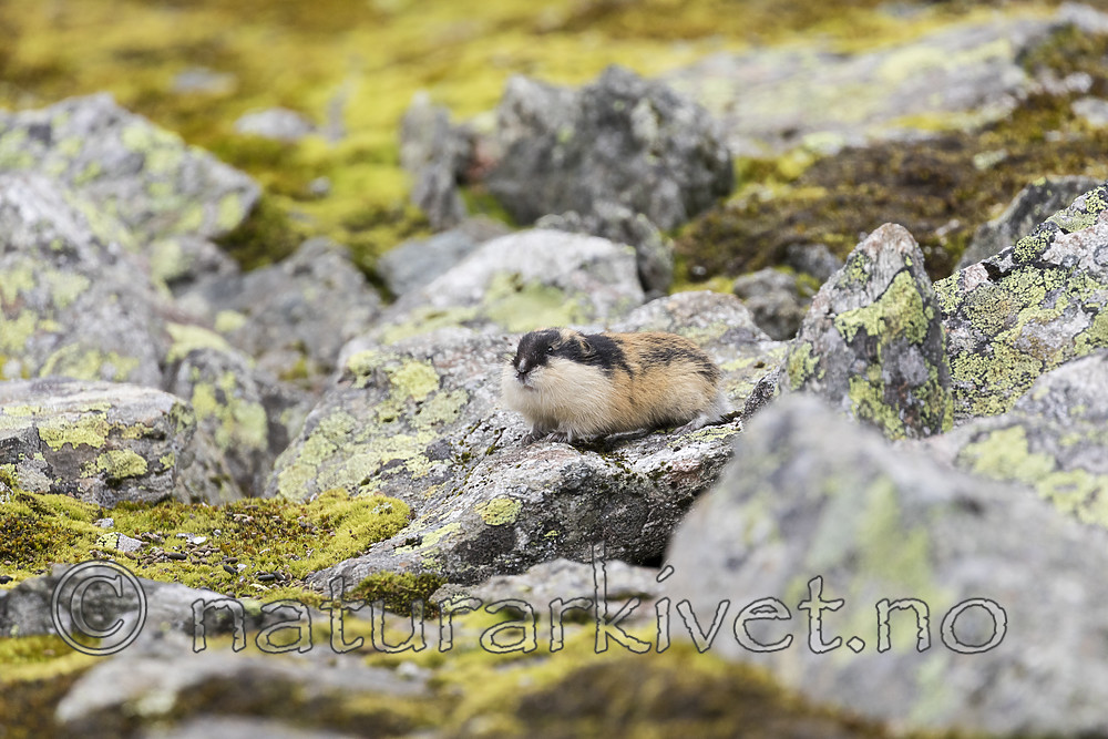 KA_170924_232 / Lemmus lemmus / Lemen