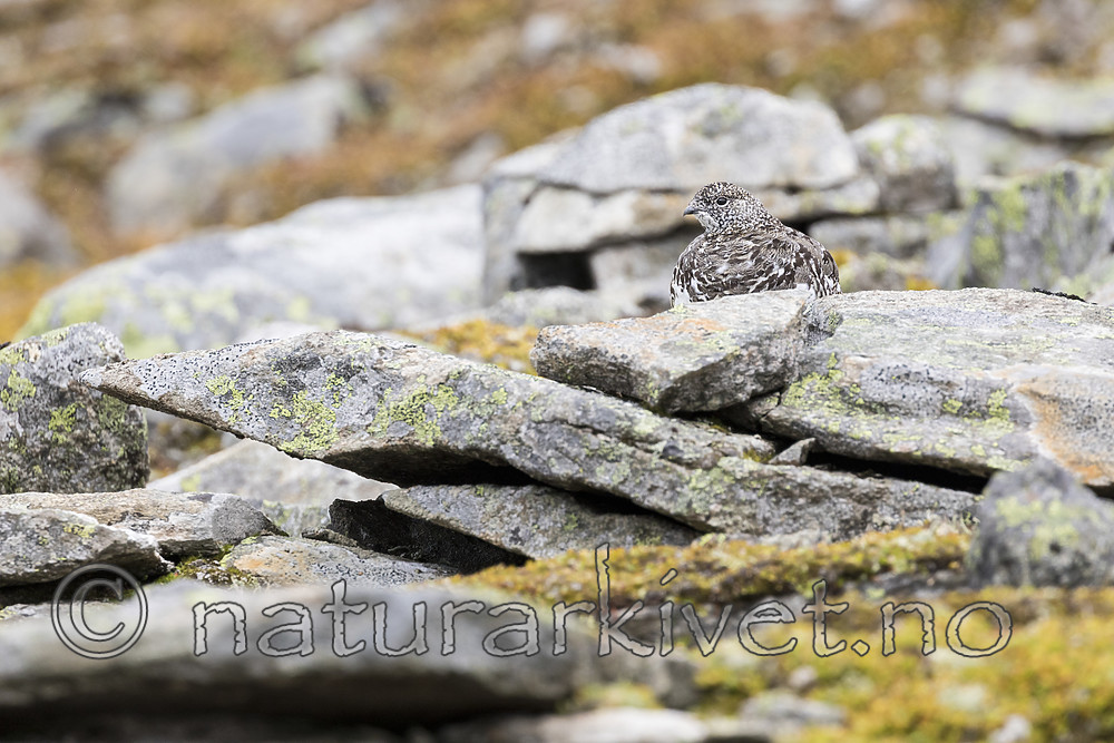KA_170924_292 / Lagopus muta / Fjellrype