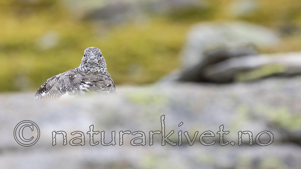 KA_170924_302 / Lagopus muta / Fjellrype