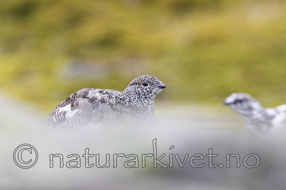 KA_170924_309 / Lagopus muta / Fjellrype