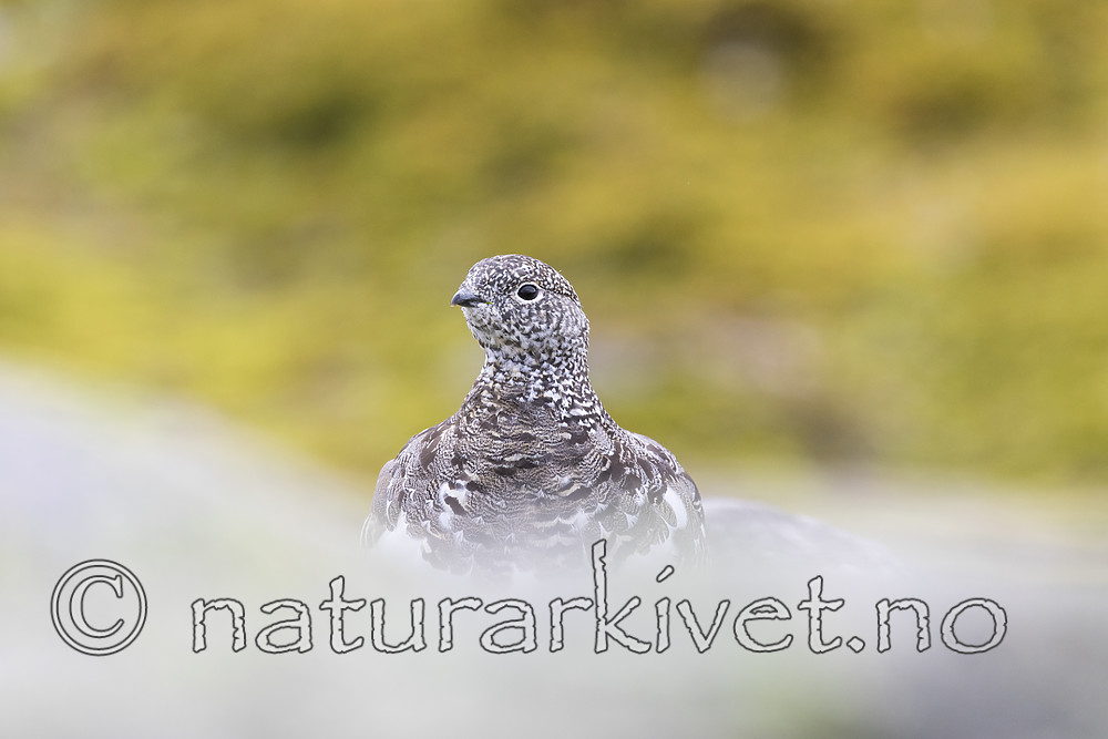 KA_170924_310 / Lagopus muta / Fjellrype