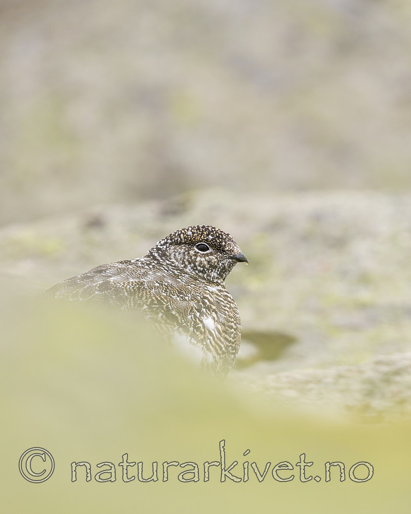 KA_170924_320 / Lagopus muta / Fjellrype