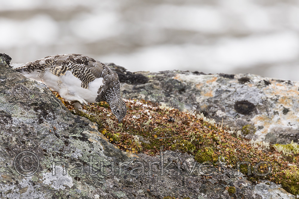 KA_170924_332 / Lagopus muta / Fjellrype