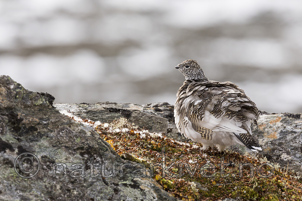 KA_170924_334 / Lagopus muta / Fjellrype