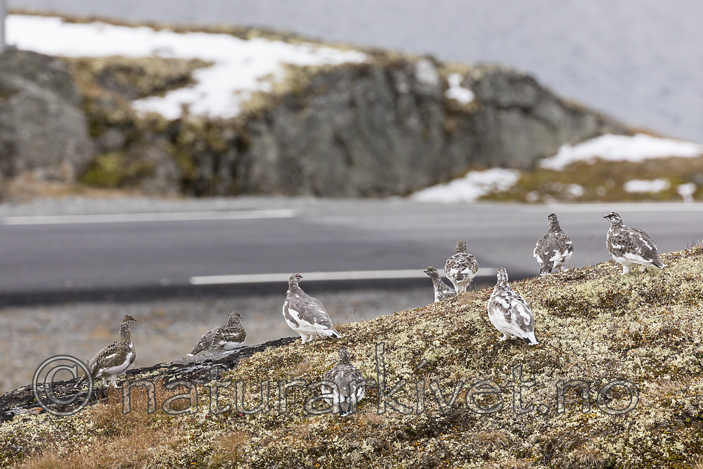 KA_170924_344 / Lagopus muta / Fjellrype