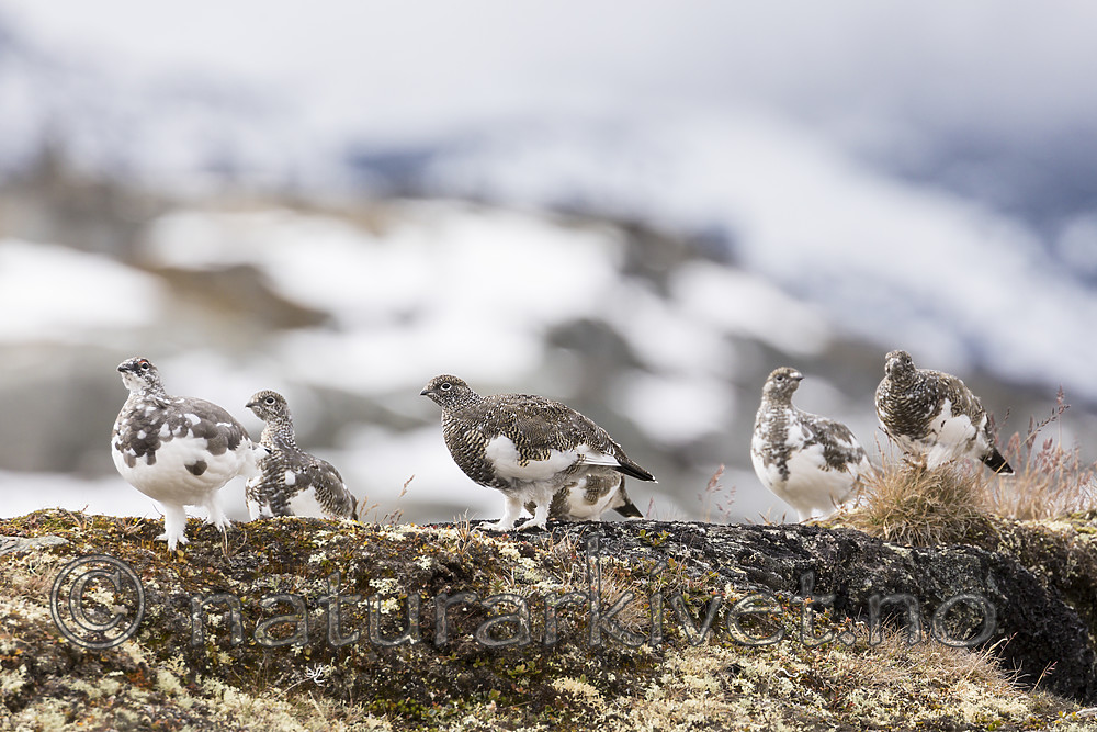 KA_170924_352 / Lagopus muta / Fjellrype