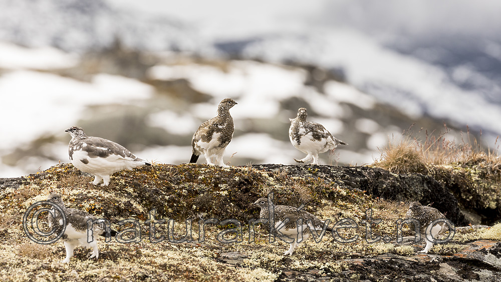 KA_170924_355 / Lagopus muta / Fjellrype