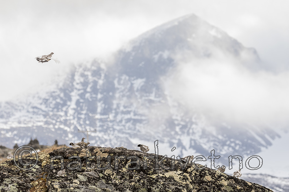 KA_170924_364 / Lagopus muta / Fjellrype