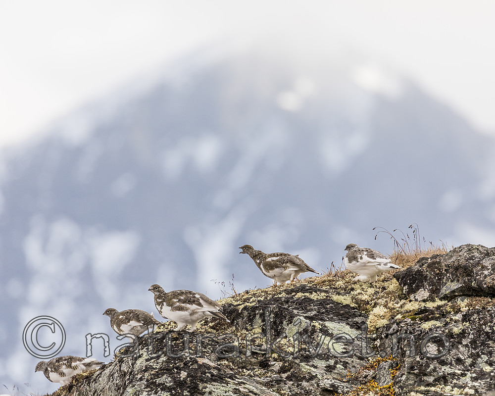 KA_170924_373 / Lagopus muta / Fjellrype